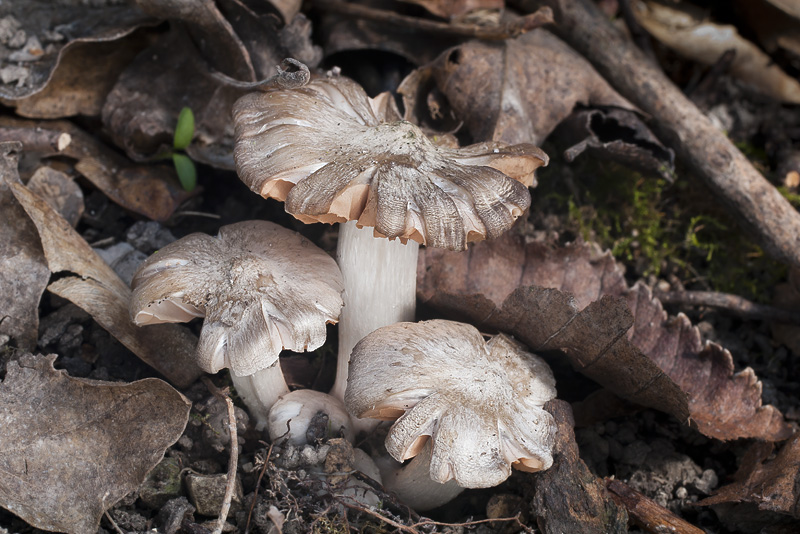 Entoloma saundersii